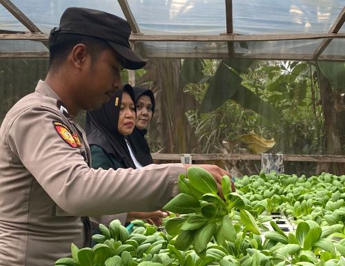 Bripda M. Abdul Rizki Panen Sawi Hidroponik, Dorong Desa Pulau Baran Menuju Ketahanan Pangan Mandiri Bripda M. Abdul Rizki Panen Sawi Hidroponik, Dorong Desa Pulau Baran Menuju Ketahanan Pangan Mandiri
