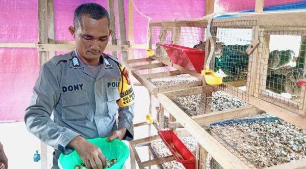 Bripka Doni Firmansyah Dorong Ketahanan Pangan Lewat Peternakan Burung Puyuh di Desa Tanjung Harapan Bripka Doni Firmansyah Dorong Ketahanan Pangan Lewat Peternakan Burung Puyuh di Desa Tanjung Harapan