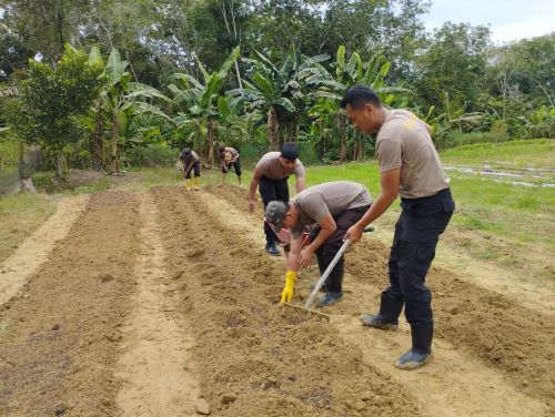 Program ASTA CITA- Polsek Singkep Barat, Lingga, Tanam Bibit Jagung untuk Kesejahteraan Masyarakat Program ASTA CITA: Polsek Singkep Barat, Lingga, Tanam Bibit Jagung untuk Kesejahteraan Masyarakat