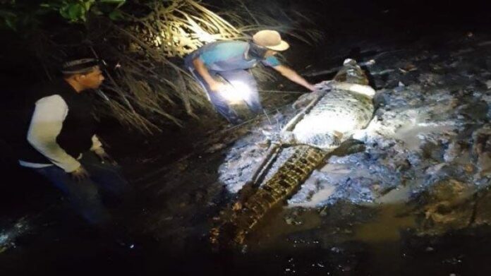 Buaya Lepas di Batam- 27 Sudah Ditangkap, Ancaman Belum Berakhir Buaya Lepas di Batam: 27 Sudah Ditangkap, Ancaman Belum Berakhir