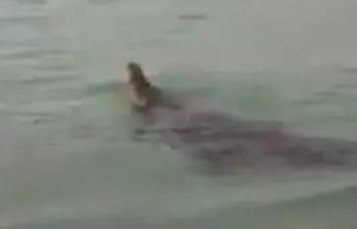 Buaya Terlihat di Pantai Bahagia Nongsa, Warga Batam Khawatir Menyusul Viral di Media Sosial (2) Buaya Terlihat di Pantai Bahagia Nongsa, Warga Batam Khawatir Menyusul Viral di Media Sosial