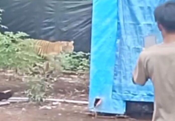 Harimau Sumatra Muncul di Kamp Lapangan Pelalawan, Viral di Media Sosial Harimau Sumatra Muncul di Kamp Lapangan Pelalawan, Viral di Media Sosial