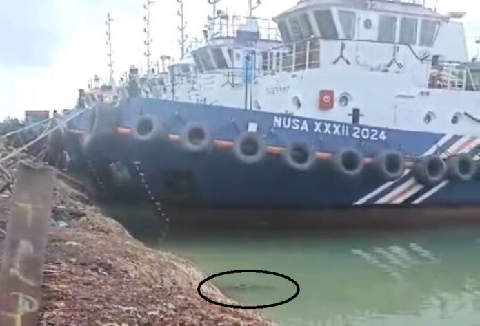 Warga Pulau Bulan dan Sekitarnya Resah, Buaya Berkeliaran Pasca Pagar Penangkaran Jebol