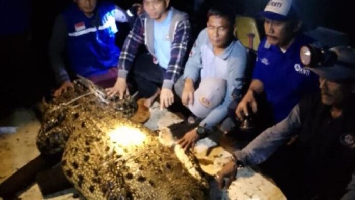 Waspada, Buaya yang Lepas Ternyata Banyak, Warga dan Tim Gabungan Sudah Menangkap 32 Ekor di Batam