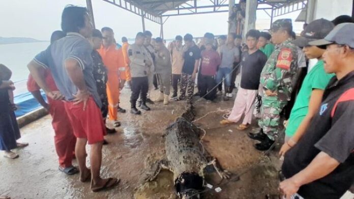 buaya pulau bulan ditangkap warga Tujuh Buaya Lepas Pulau Bulan, Batam, Sudah Berhasil Ditangkap