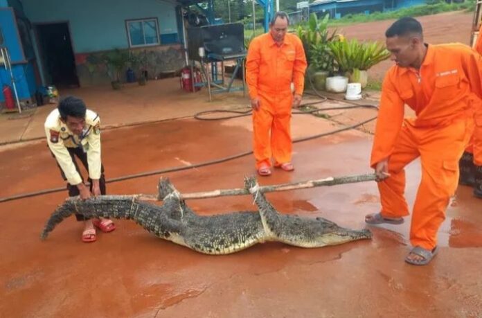 buaya yang tertangkap oleh nelayan di pulau buluh batam Bukan 5 Ekor, Polsek Bulang Bersama Tim Gabungan Sudah Tangkap 20 Ekor Buaya Lepas Pulau Bulan Batam