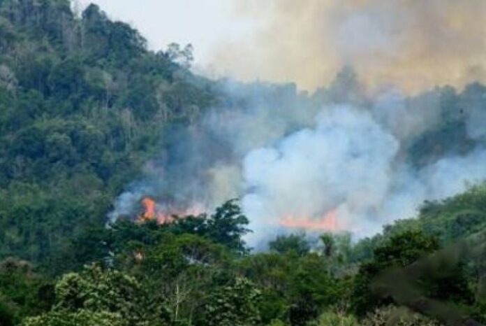 Kebakaran Lahan Melanda Pantai Cipta Land, Batam: Angin Kencang Buat Petugas Kewalahan