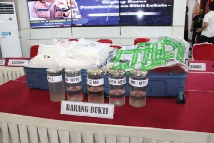 Polisi Gagalkan Penyelundupan 11.543 Benih Lobster Senilai Rp 1,5 Miliar di Pelabuhan Sekupang (2) Modus Koper Tak Bertuan, Ribuan Benih Lobster Gagal Dibawa ke Singapura di Pelabuhan Sekupang