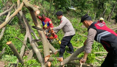 Polresta-Barelang-Evakuasi-Pohon-Tumbang-Demi-Kelancaran-Lalu-Lintas-di-Kota-Batam Polresta Barelang Sigap Evakuasi Pohon Tumbang di Jalan Gajah Mada Saat Libur Lebaran