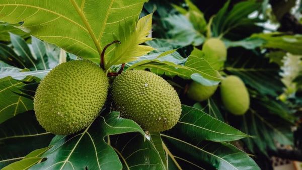 Heboh di Perumahan Bida Asri Batam! Cuma Gara-Gara Buah Sukun, Pemuda Adu Jotos dengan Sekuriti, 3 Luka Parah! (2) Heboh di Perumahan Bida Asri Batam! Cuma Gara-Gara Buah Sukun, Pemuda Adu Jotos dengan Sekuriti, 3 Luka Parah!
