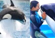 Heboh Video Pelatih Lumba-Lumba Tewas Diserang Orca Ternyata Hoaks! Ini Fakta Aslinya Heboh Video Pelatih Lumba-Lumba Tewas Diserang Orca Ternyata Hoaks! Ini Fakta Aslinya