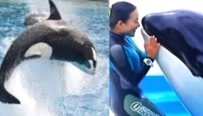 Heboh Video Pelatih Lumba-Lumba Tewas Diserang Orca Ternyata Hoaks! Ini Fakta Aslinya