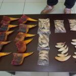 Bea Cukai Batam Gagalkan Penyelundupan Paruh Rangkong dan Taring Beruang Madu