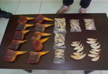 Bea Cukai Batam Gagalkan Penyelundupan Paruh Rangkong dan Taring Beruang Madu