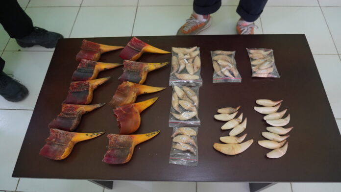 Paruh Rangkong dan Taring Beruang Madu